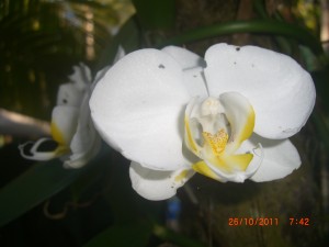 moth orchid