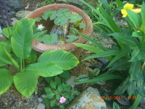 Full flower of our wee minature water lilly