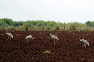 Brolga Dancing Birds