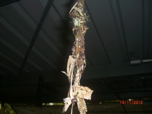 CIMG0062