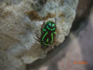 CIMG0066