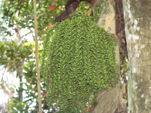 Palm seeds just developing looks a lot like some ones hair plaited?????