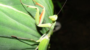Flying preying mantis around 4 to 5inches long and is an  incredible beautiful green. 