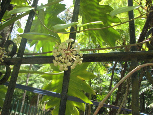 Hoya buds doubled in size in 3 days