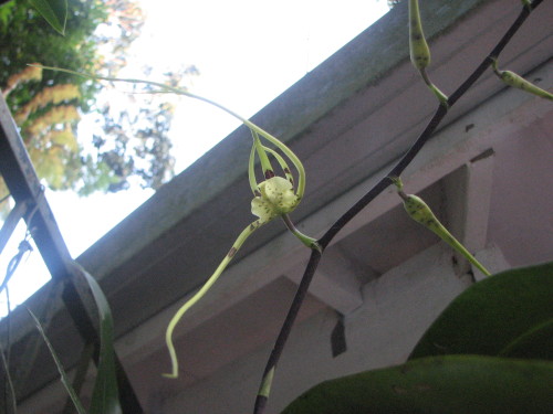 Spider Orchid