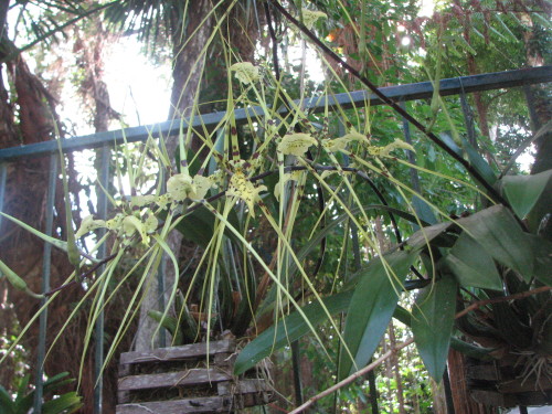 Spider Orchid in all its glory