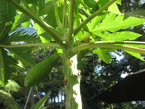 This is a new Paw paw tree and is still very small about 1 1/2 metres but is bearing fruit all ready.