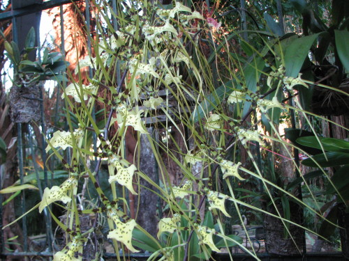 A mass of spider orchids