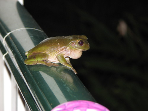 First of our wild life for the wet season. 