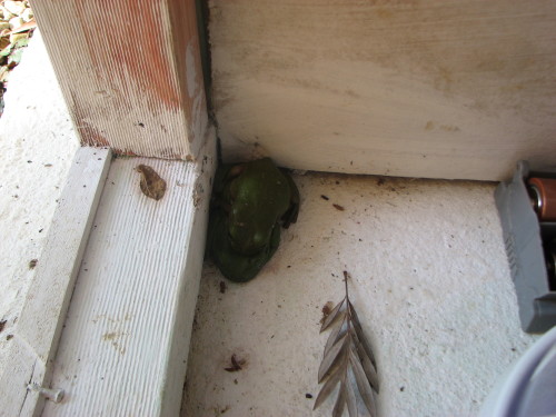 Green tree frogs who must of lost there way an