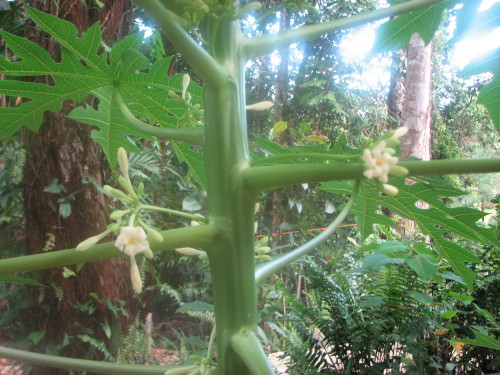 Male Paw Paw flowers