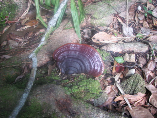 A beautiful bush fungi