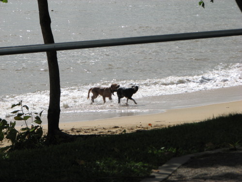 Dogs playing in the water below where we were sitting