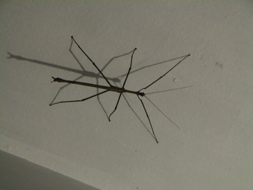 Last night while ironing Hubbys Stick insect
