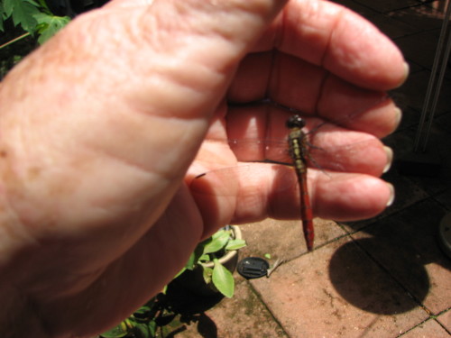 This darling wee red body Dragon fly just flew in and landed on my desk