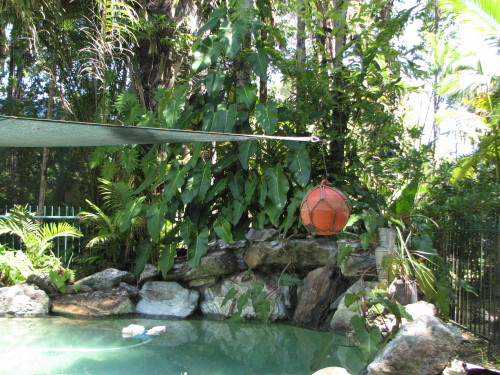 Pool looks lovely this morning this is the end where there is a waterfall it is switched off at present.  Kiddies are still swimming even though it is the start of winter for us, but it is still so warm in the late 20C still. 