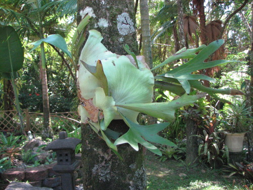 A new stag antler  plant, they attach them selfs in different palms and trees in the garden.  This one started last year and we moved it to here and seems quiet happy.  