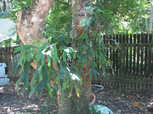 Some older ones here the eldest is around 17 years old and then down to a year old. They will just keep growing if we have rain , so I have to water them through the dry to get the new pups coming. 