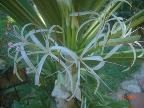 This is a very fragile lilly and it has the most beautiful perfume but sadly only last a couple of days. 