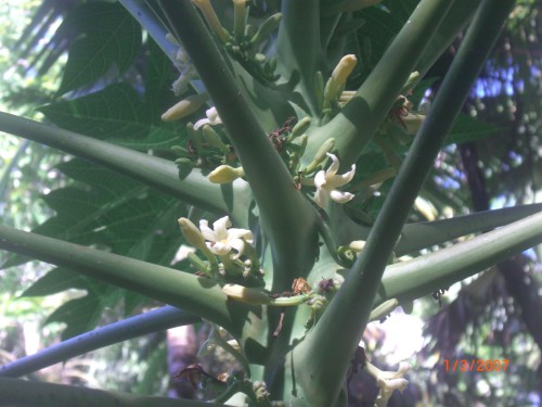 Paw Paw tree has a male and female tree, female flowers are attached to the stem of the tree .