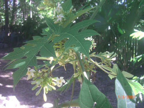 Male flowers are well away from the stem of the tree and in mas