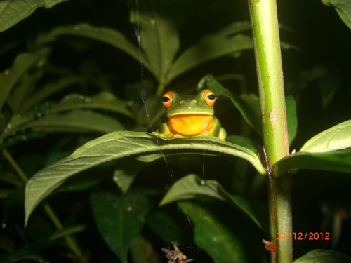 Our local little green lipped frog 