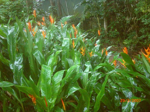 A small patch of mini helaconia's that grow wild here. 