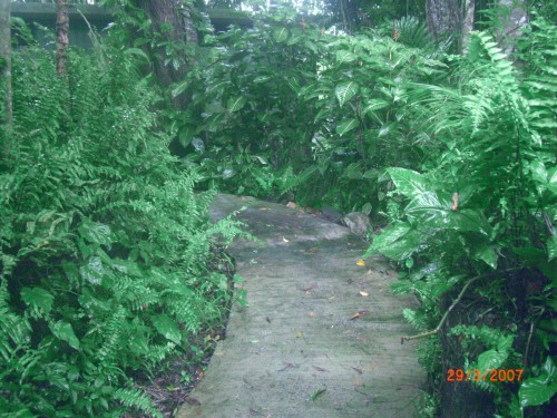DS put this path in a year ago now it is disappearing in to the bushes that tower above me in less than a year old self grown local plants from the bush. 