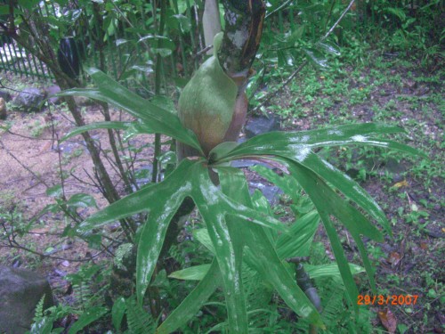 A very young stag horn plant self seeded from the bush