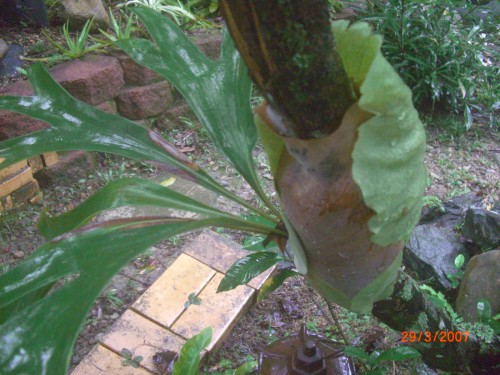 Close up of baby stag horn see how beautifully it wraps itself around this lemon tree