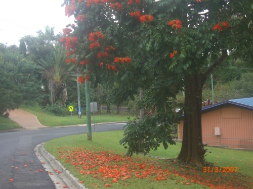 Our local flame tree has been in full flower the last few weeks and ha
