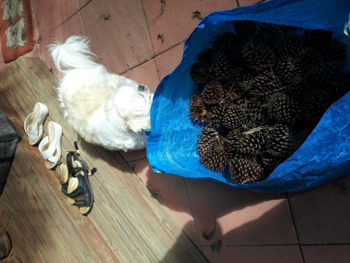 I picked some pine cones up from the side of th eroad this morning, they make wonderful fire starters