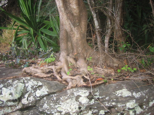 For the first time I noticed that this tree was growing out of this large rock!!! where the