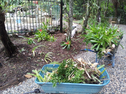 Broms in the wheelbarrow from down in front of the house