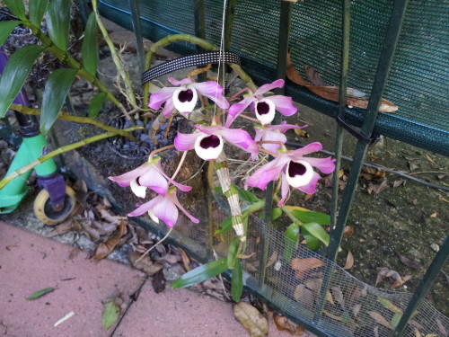 small local Dendrobian orchid it's so lovely to have these flowering in the garden.  