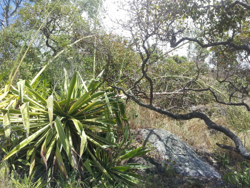 These spiky plants take about 10 to 20 years to flower then they die, they love the harsh dry conditions