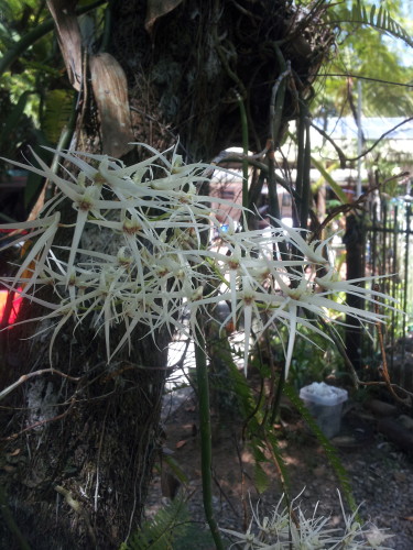 One of our local orchids, it has a heavenly smell and is growing in our garden. 