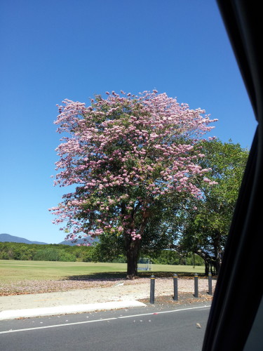 A HUGe cloud of pink it was breath taking to look at. 