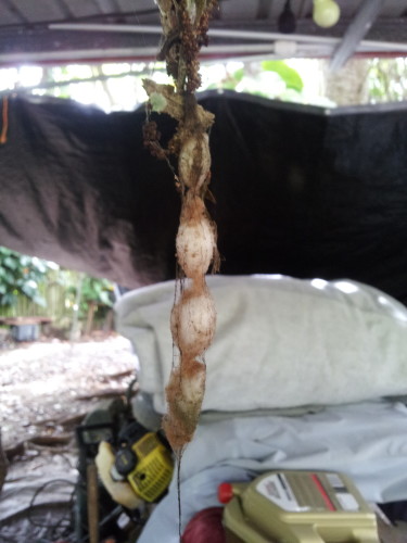 These 3 cotton balls are hanging below their nest how they kept them in place why they wove the thread around them is incredible. 