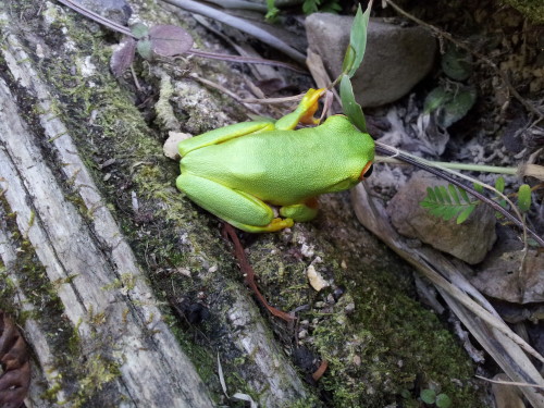 I have all ways been fond of frogs so it is so nice to have them in my garden all year round. 