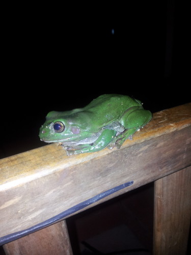 Tree Frog sitting on the entrance rail at night time. 