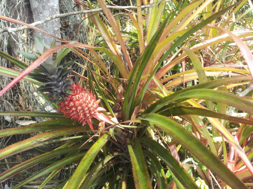 Flowering pineapple not eatable 