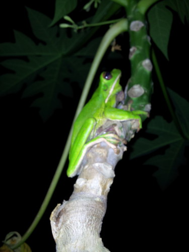 Making a racket in the garden last night, his body