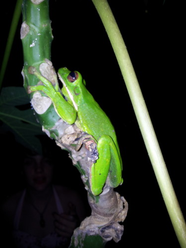 One of our biggest tree frogs.