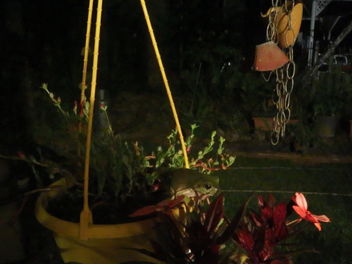 Taken at night time you have to look hard to see the frog sitting on the edge of the hanging basket?????  
