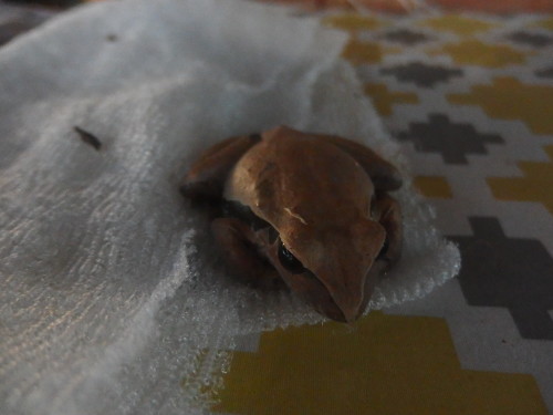 These are amazing frogs they just curl up any where and don't care how close you get to them they won't move this one is sitting on the ironing board????? 