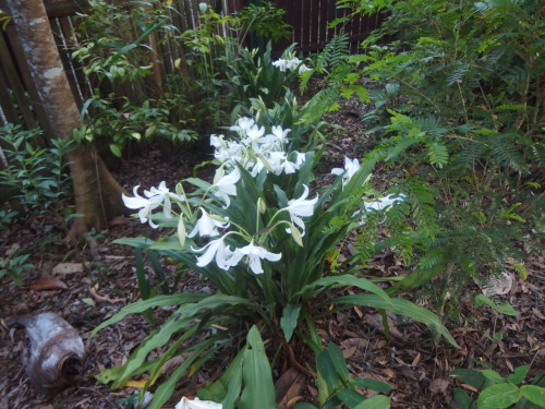 Beautiful white lilies in my neighbours garden. 
