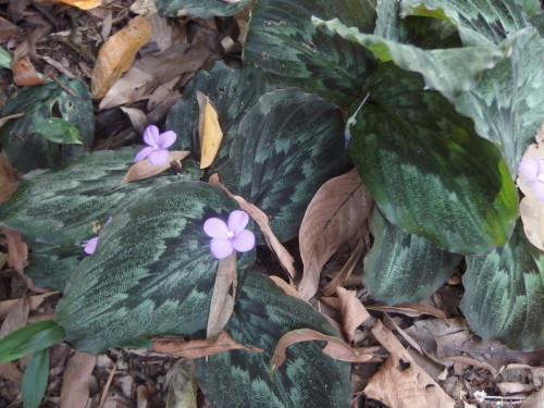 Tiny ground flowers so sweet and old fashion, they are a local ground plant. 