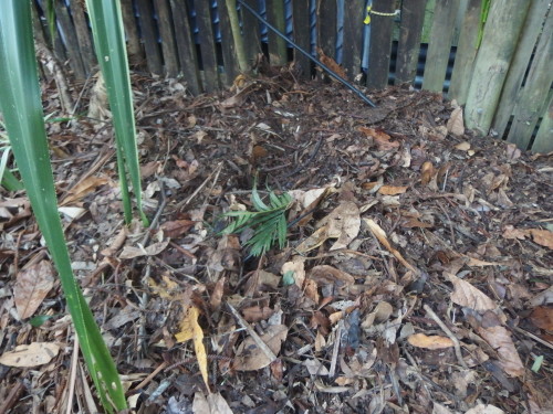 He makes a hold in the centre each day by pressing the leaves in tot he walls around the hole making the walls much thicker and stronger.  