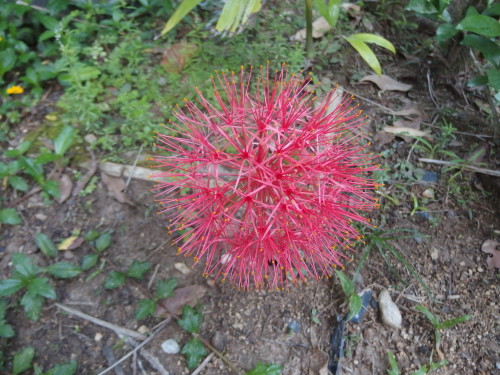 Another flower ball!!!!